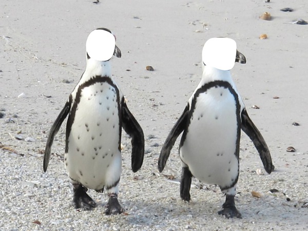 pingouin Photo frame effect