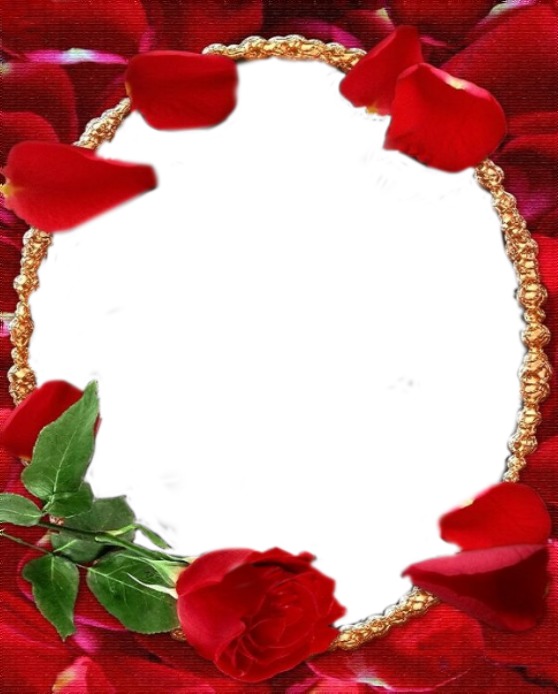 marco ovalado entre pétalos y rosa roja. Fotomontagem