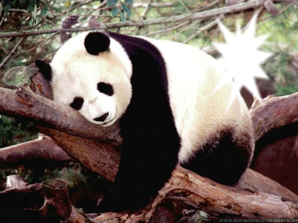 mon panda Fotomontasje
