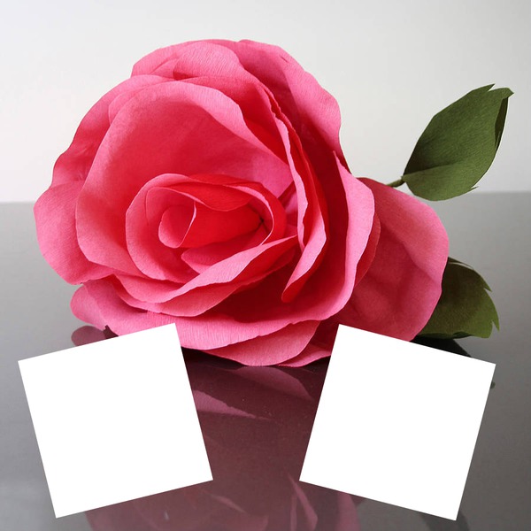 Paper Rose Photo frame effect