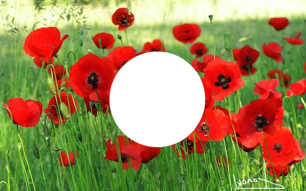 champ de coquelicots Photomontage