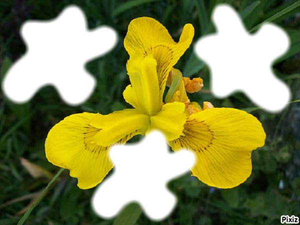 flower Yellow/* Montage photo