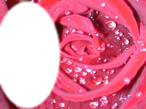 cadre fleur rose Фотомонтаж