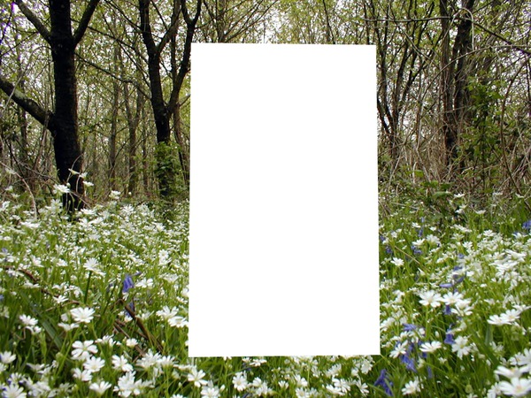 Printemps fleuri dans le sous-bois Fotomontasje