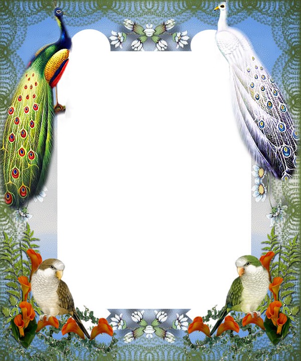 Cadre - paons - oiseaux Photomontage