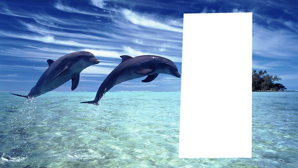 mar con delfin Montaje fotografico