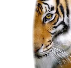 Tête de tigre Фотомонтаж