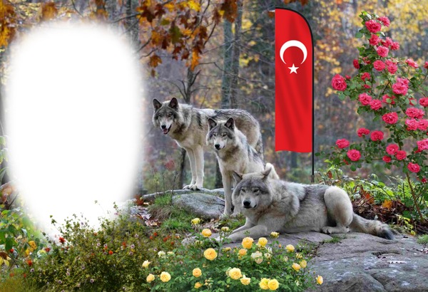 bozkurt türk bayrağı. Fotomontagem