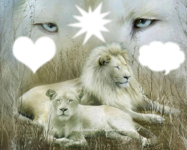 Lions blancs Photo frame effect
