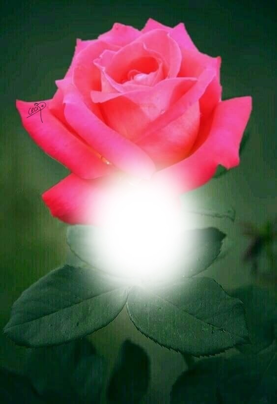 Cc Rosa rosa Photomontage