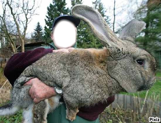 Lapin geant Montage photo