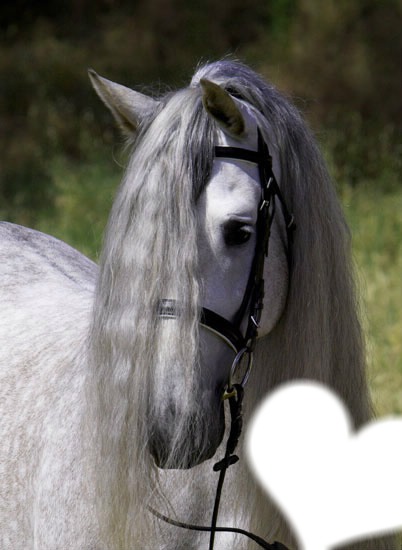Horse love Fotomontage