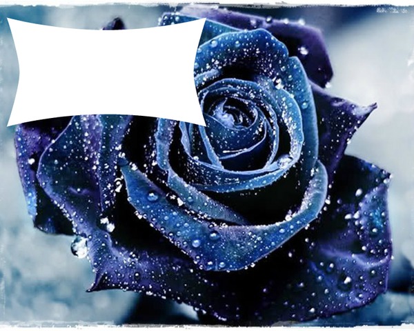 rose bleu Fotomontagem