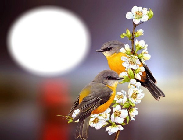 Nature-oiseaux-fleurs-amour Fotomontage