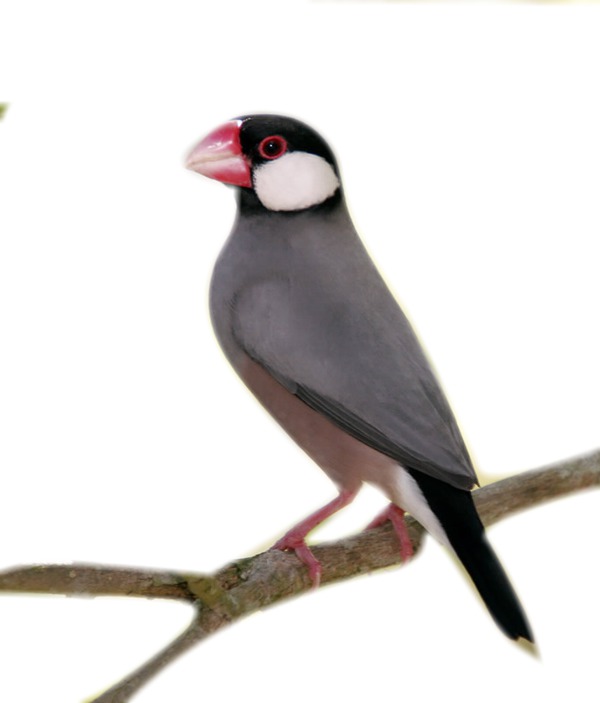 oiseau Fotomontāža