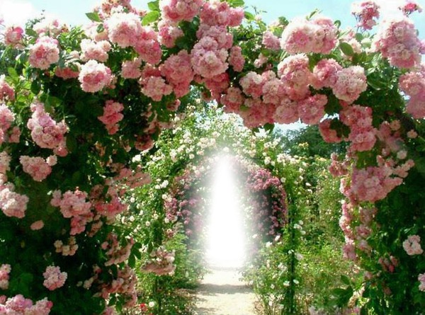 rose gate Valokuvamontaasi