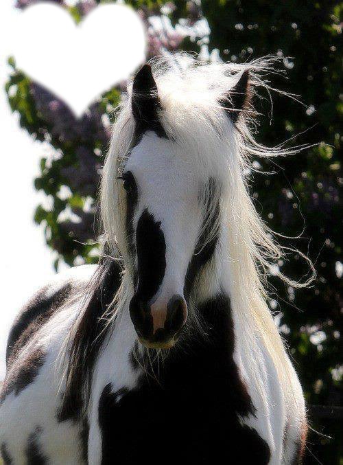 caballo Photomontage