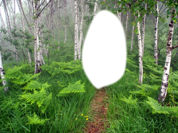 Березовый лес. Photo frame effect