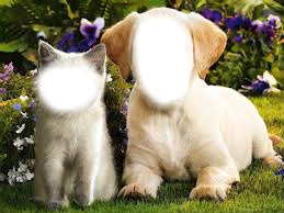 chien et chat フォトモンタージュ