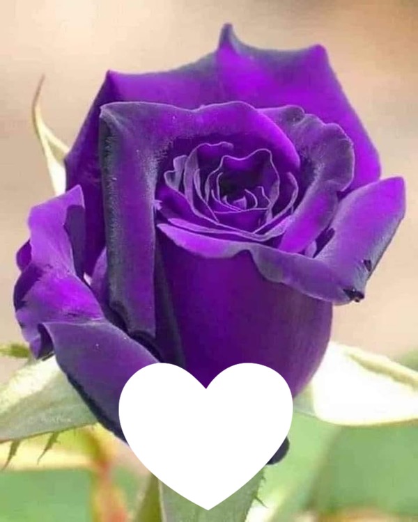 Ma belle rose violette Fotomontage