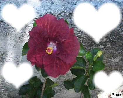 Fleur d'hibiscus Photo frame effect