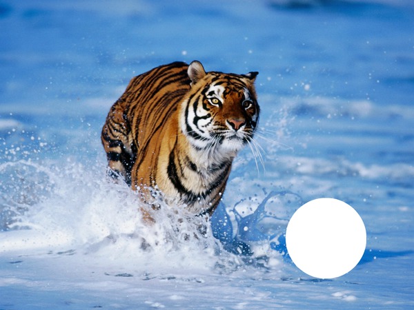 tigre à la mer Φωτομοντάζ