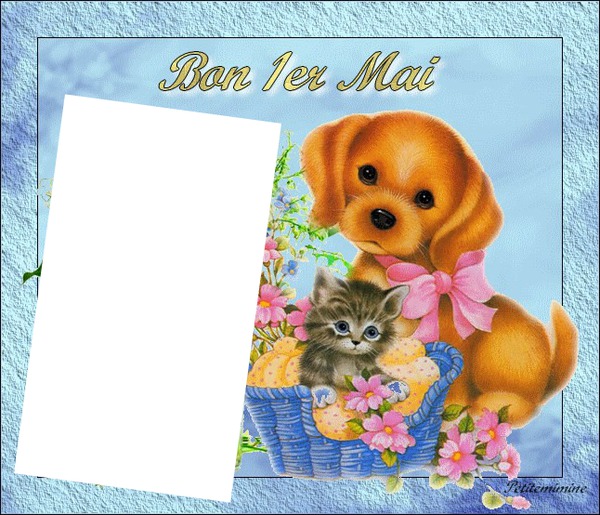 chat,chien Photo frame effect