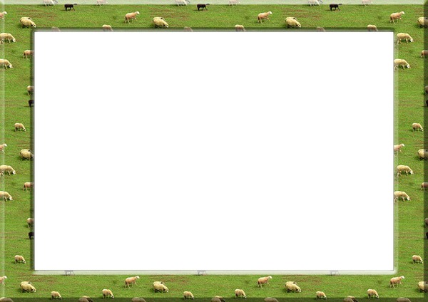 Sheep Photomontage