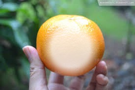 orange Фотомонтажа
