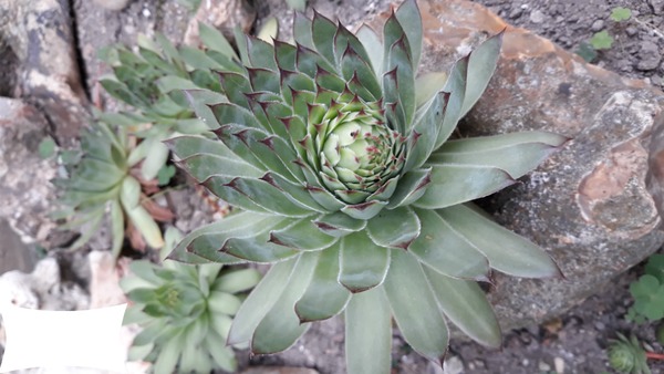 cactus Fotomontāža