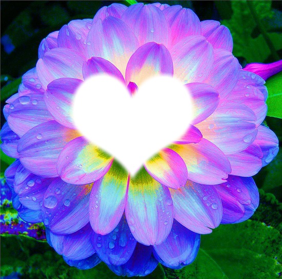 heart in rose Montage photo