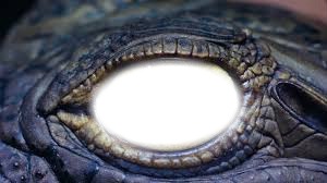 l'oeil du crocodile a lise Fotomontaggio