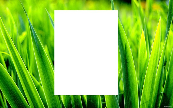 herbe - gazon Photo frame effect