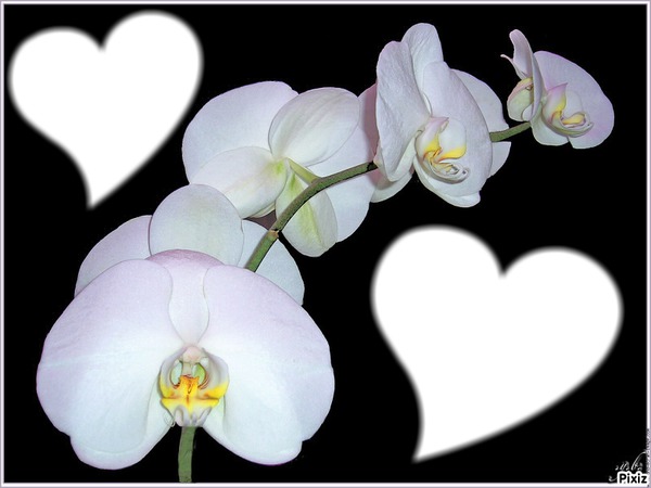Orchidée blanche Montage photo