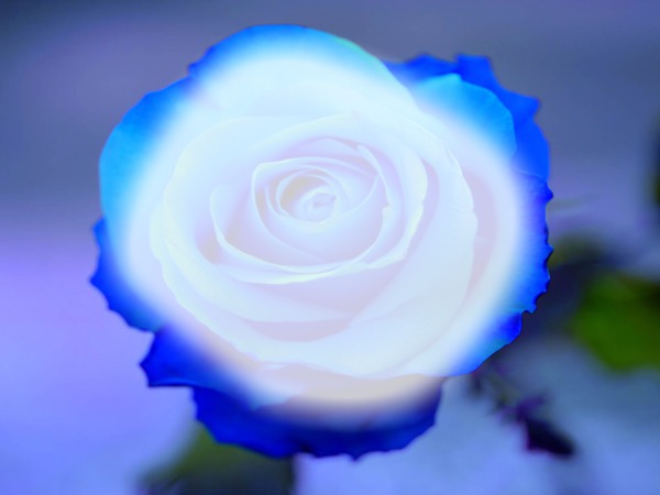Rosa blu Montaje fotografico