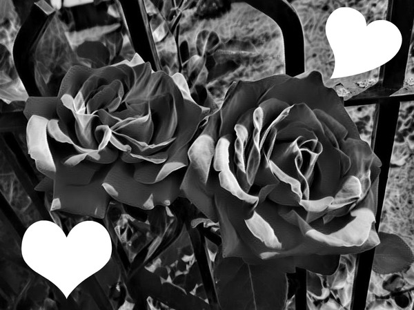 Roses noires Photo frame effect