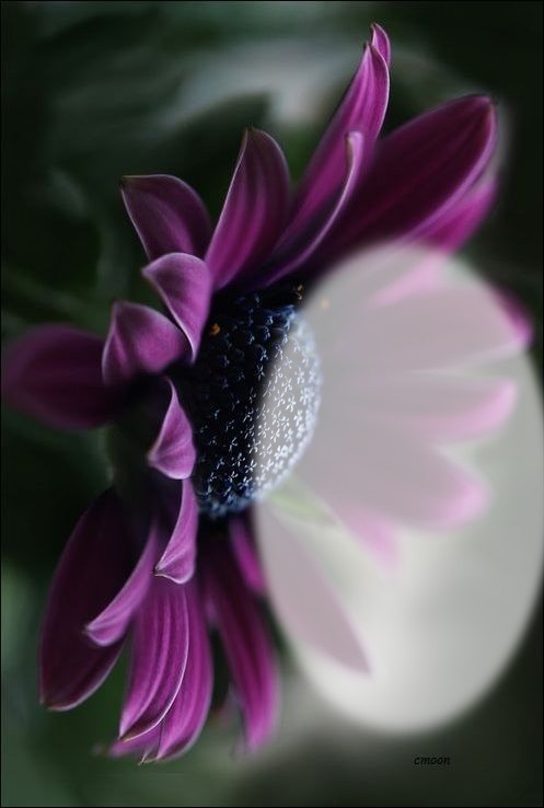 flower Valokuvamontaasi
