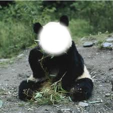 pandas Fotómontázs