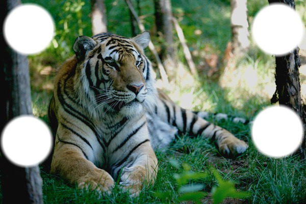 tigre de l'amour Fotomontage