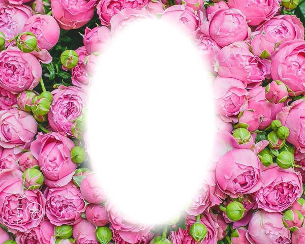 pink roses Fotomontasje