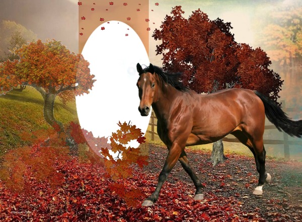 Cc Horse Fotomontasje