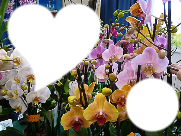 cadre orchidées Photo frame effect