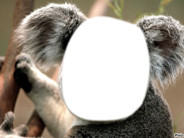 koala Fotomontasje