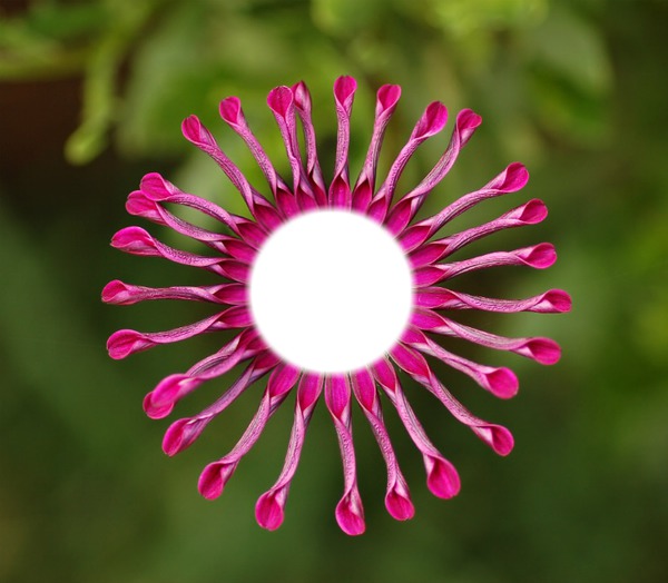 Flower Valokuvamontaasi