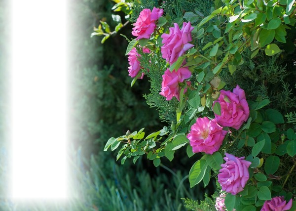 Roses d'antan Photo frame effect