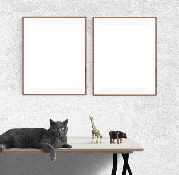 cuadros en pared, gato en repisa. Fotomontaža