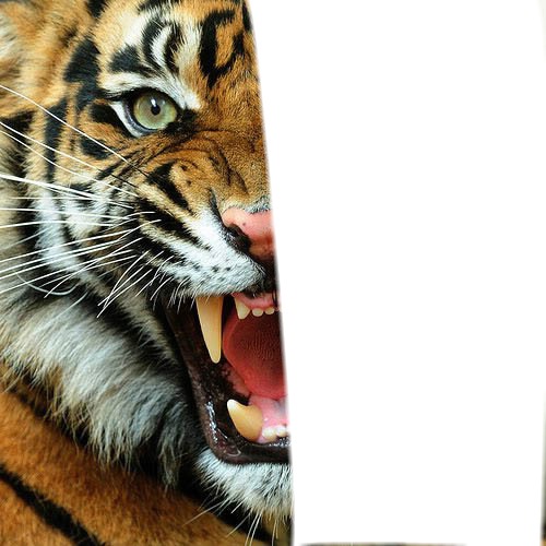 Tigre qui rugit Fotomontage