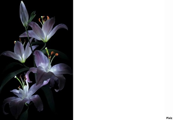 frame flowers Photomontage