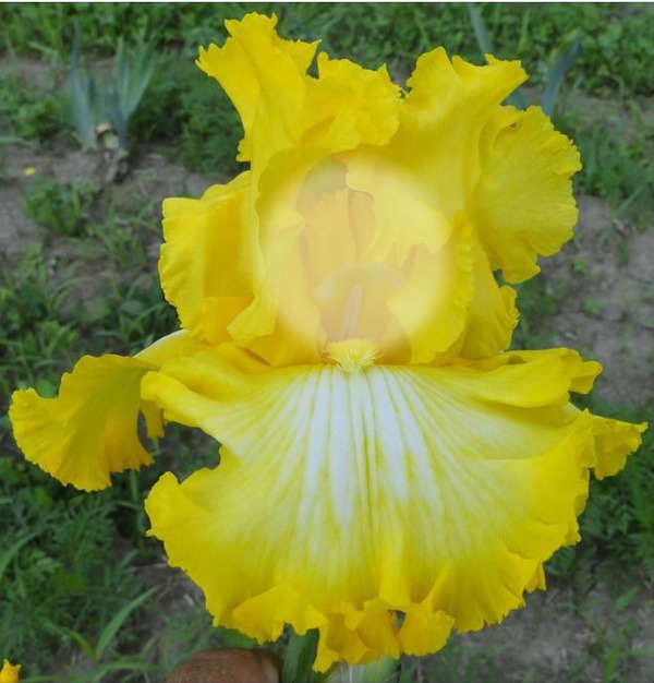 Yellow Iris Montaje fotografico