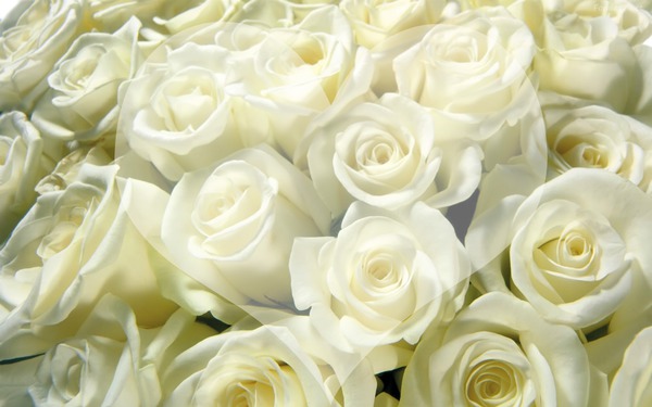 Rosas brancas Fotomontagem